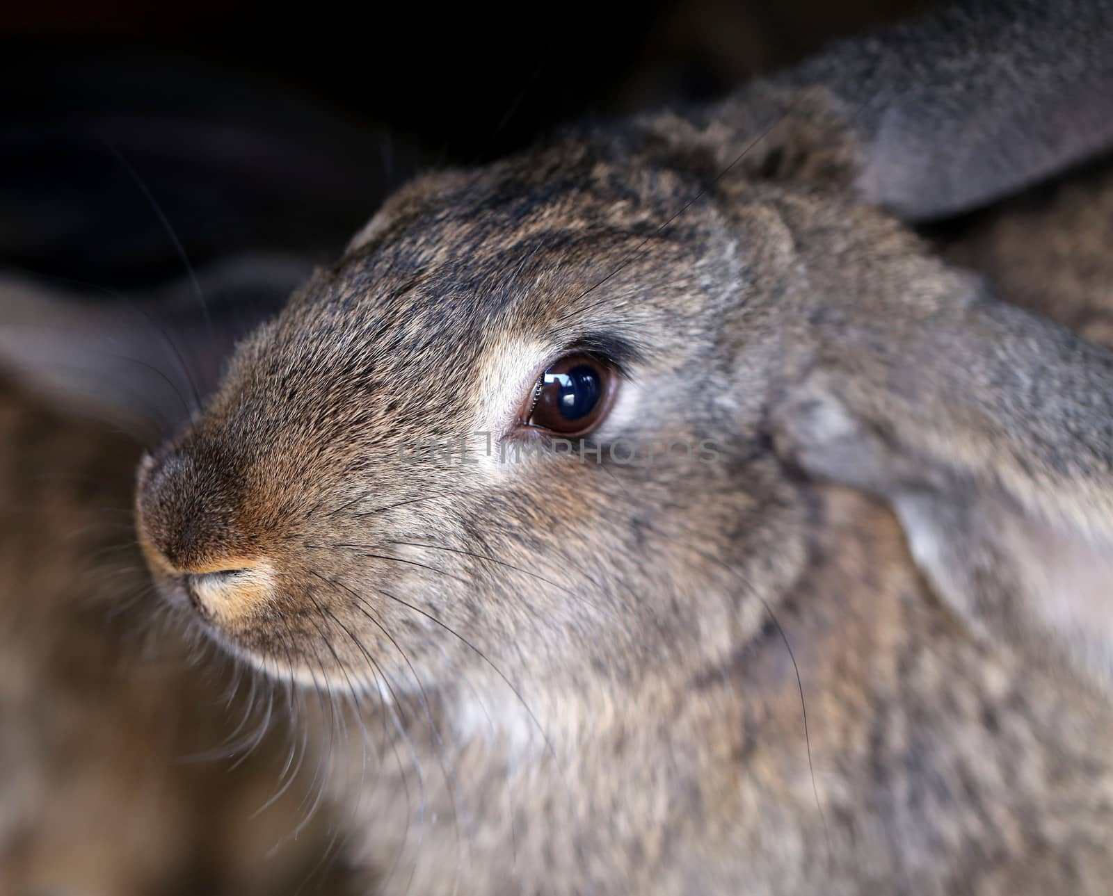 Head of brown rabbit. Close up. Whole background.