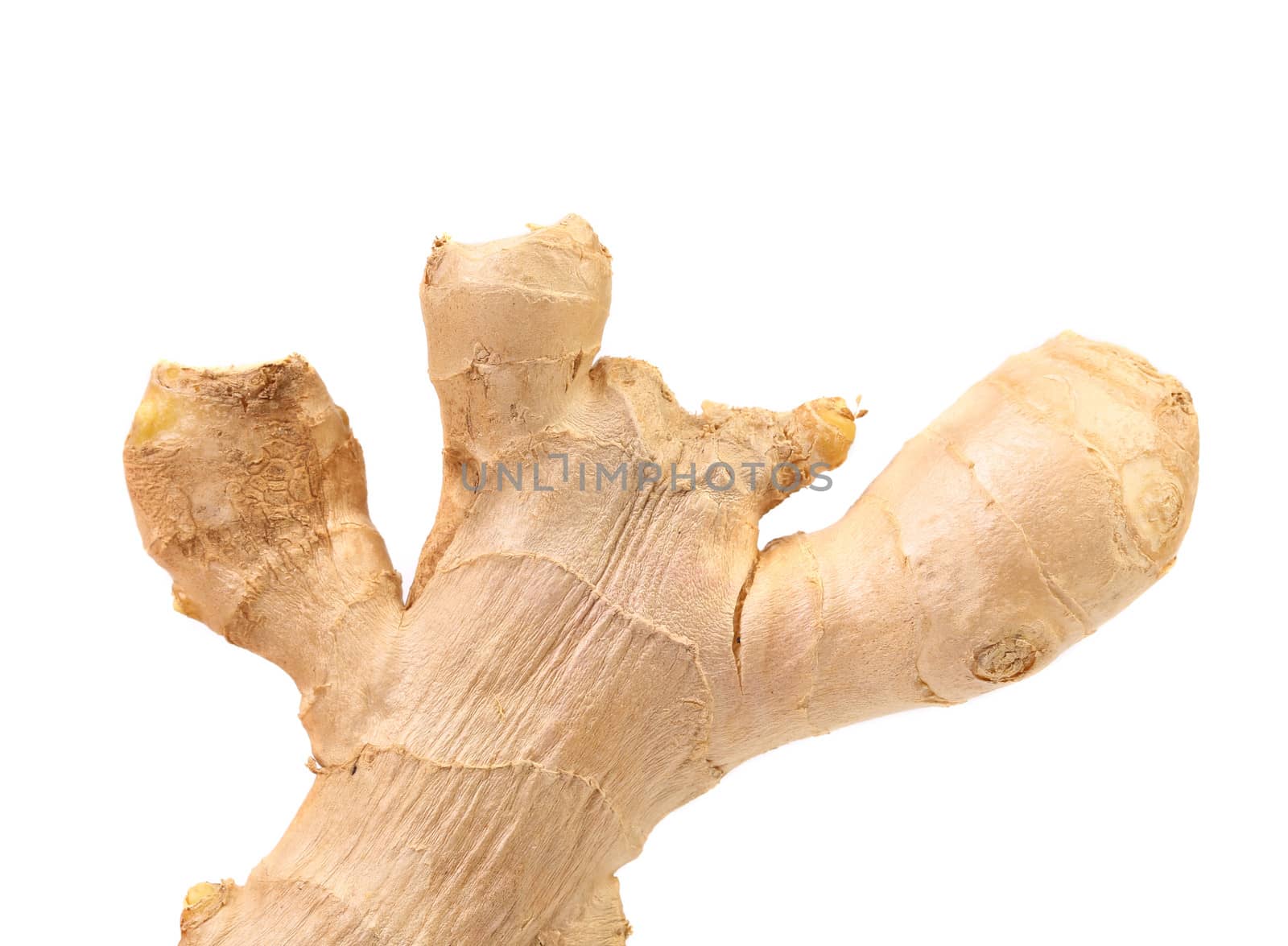 Root ginger isolated on a white studio background.