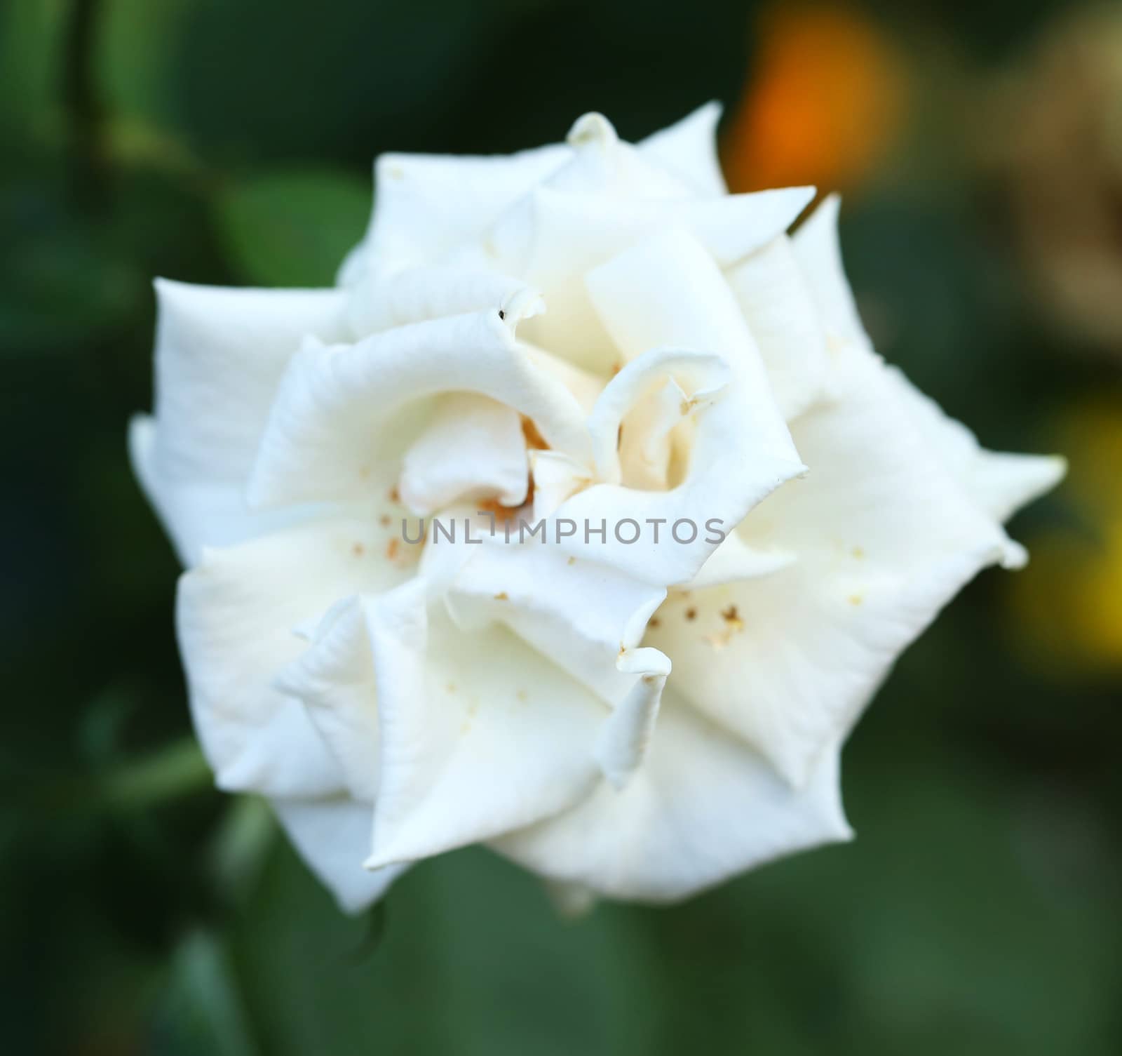 Close up of white rose. Blurred background.