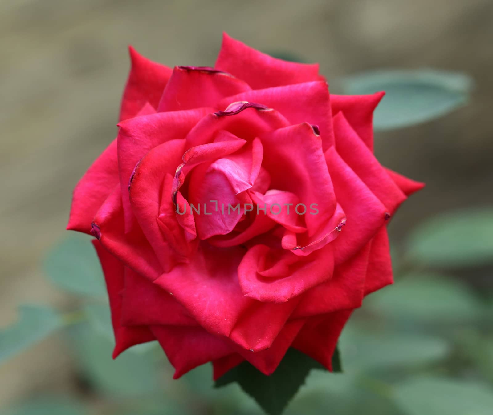 Close up of red rose. Blurred background.
