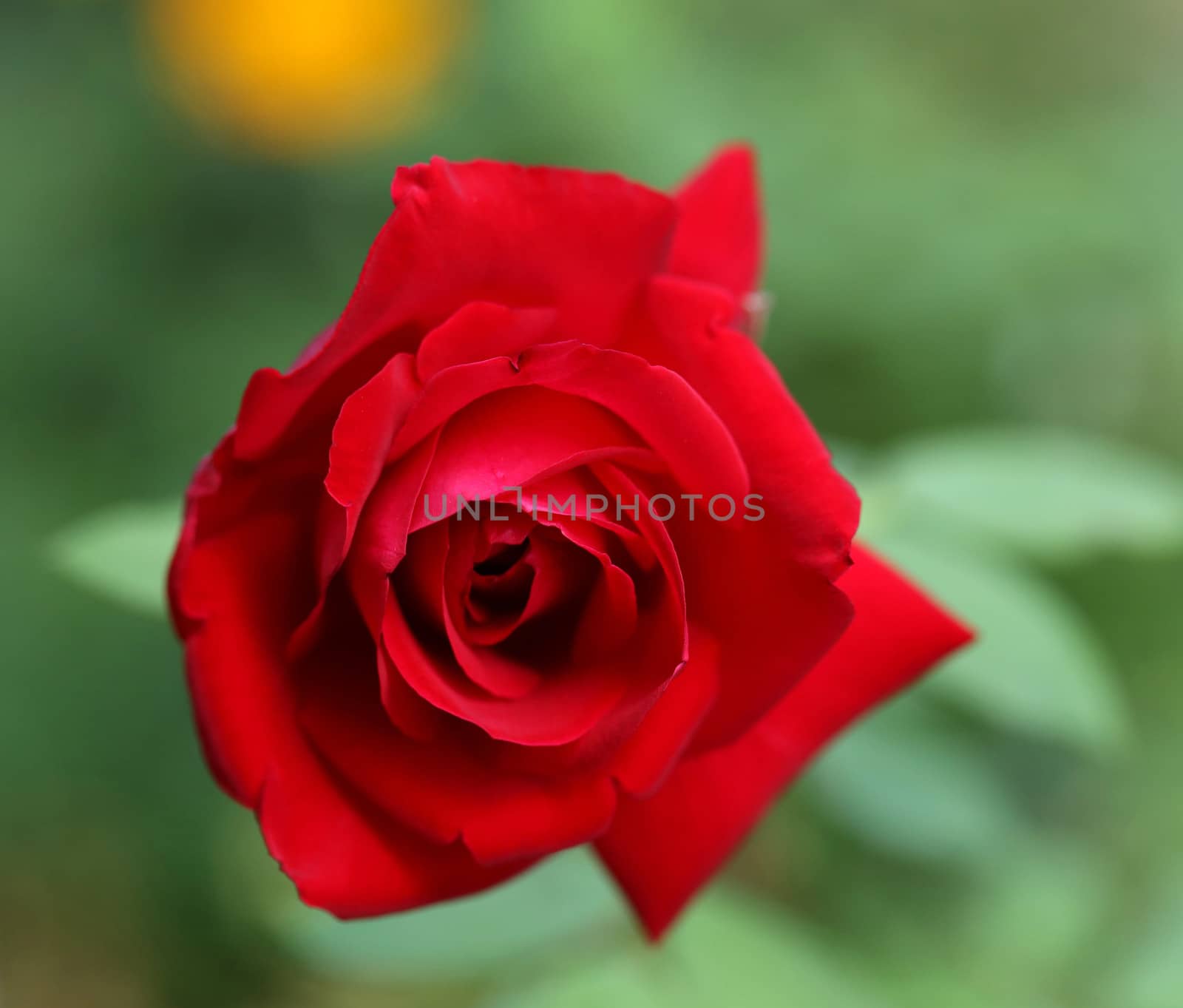 Close up of red rose. Blurred background.