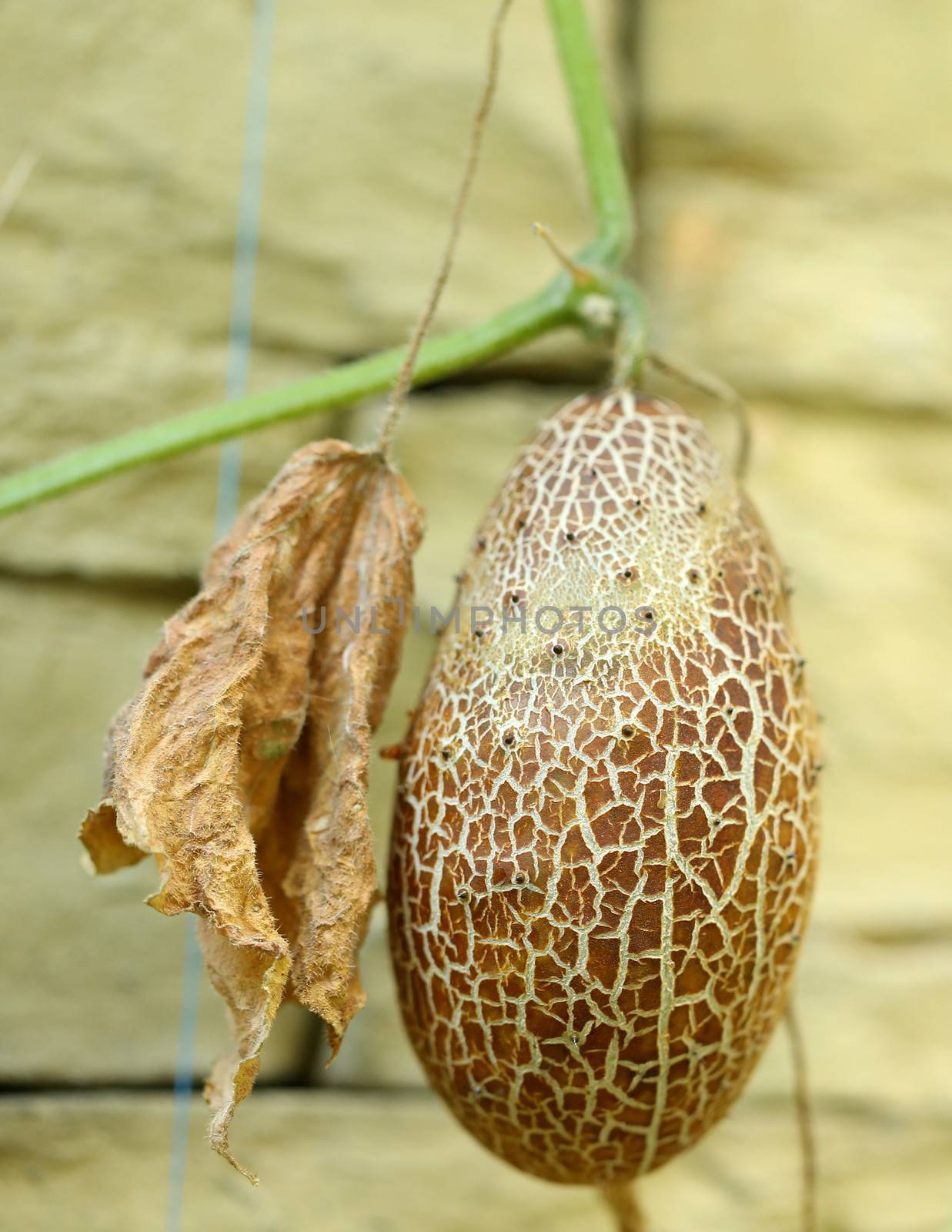 Overripe Brown Cucumber on Advancement Flap. Close up.