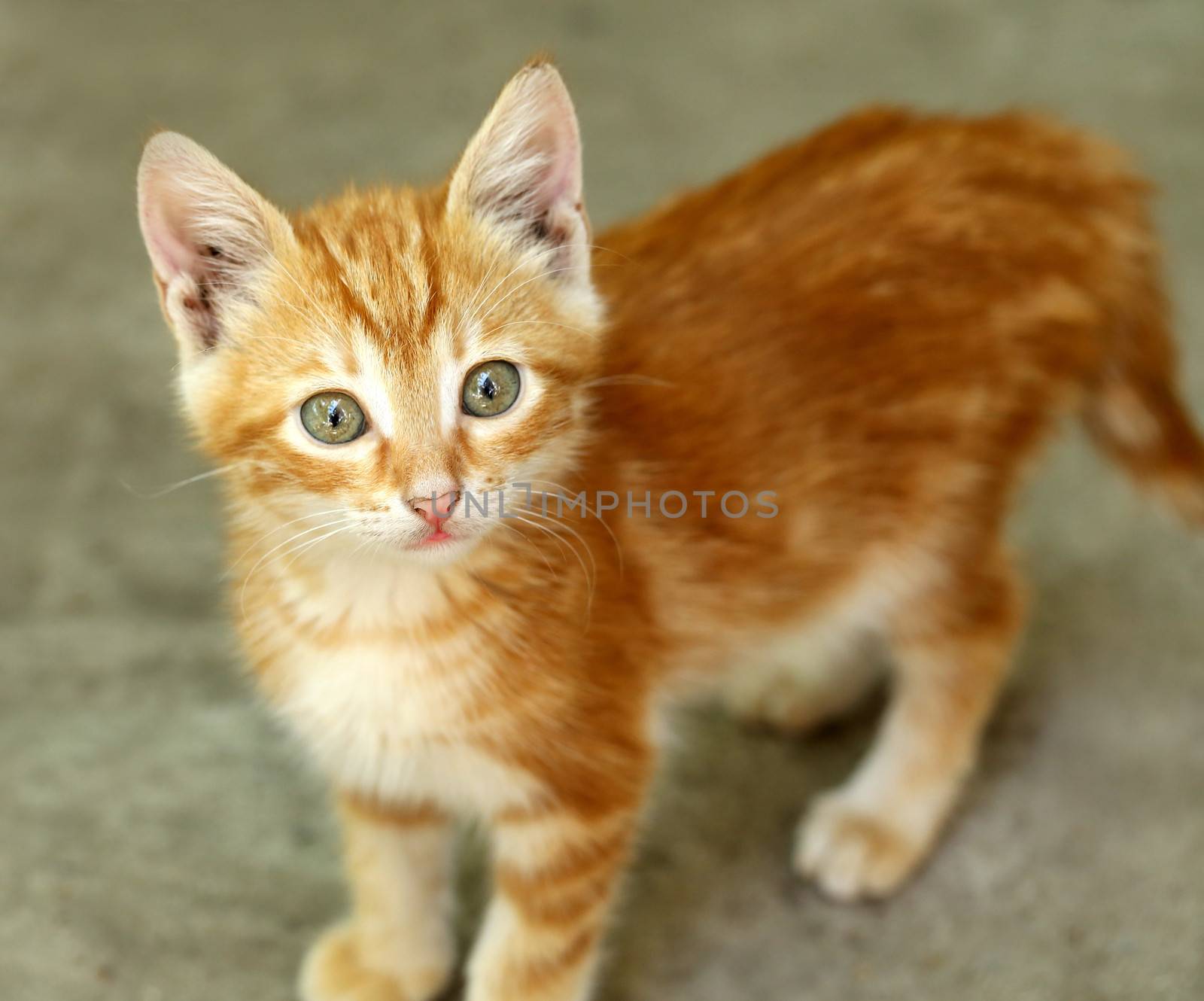 Cute little red kitten. Close up. Blurred background.