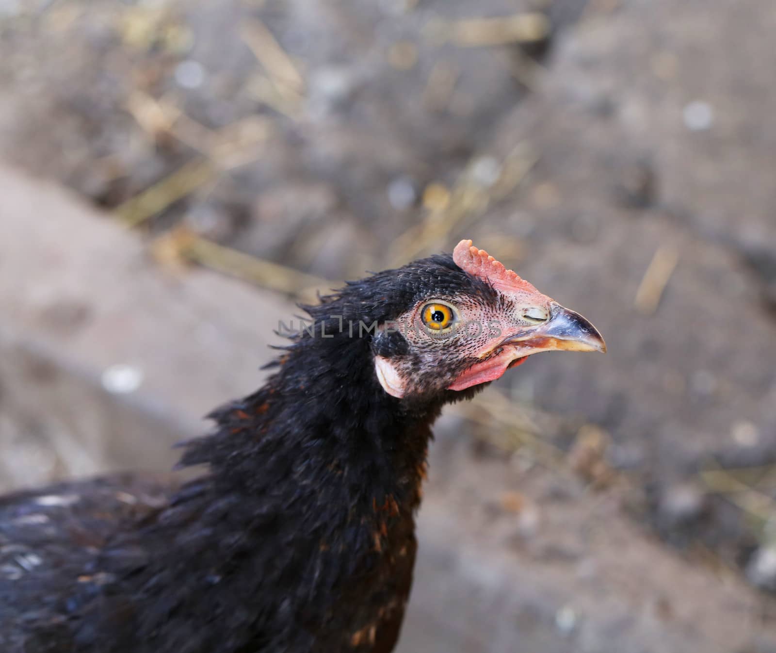 Head of gray hen. Close up. Blurred background.