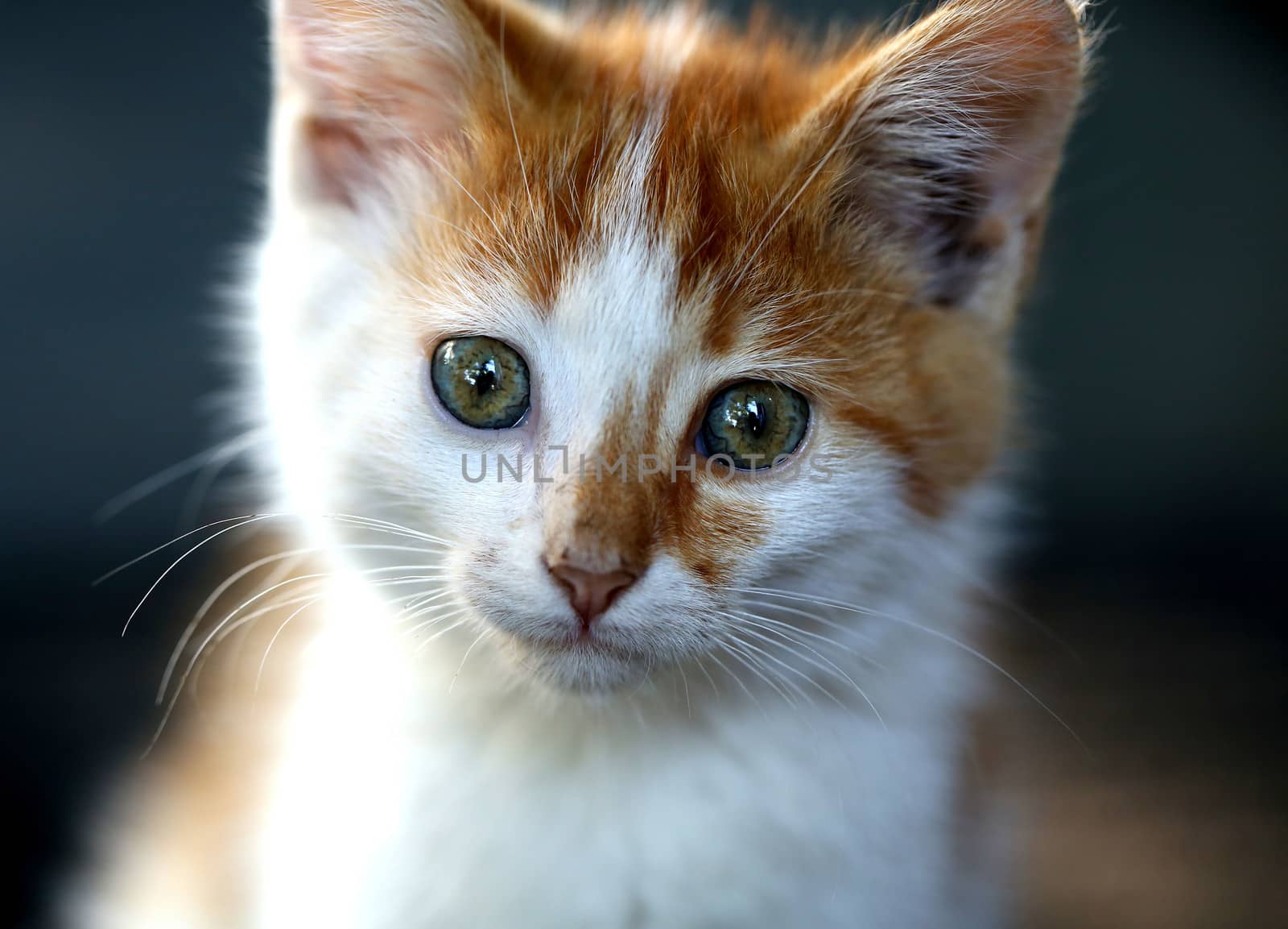 Little red kitten large muzzle. Dark background.