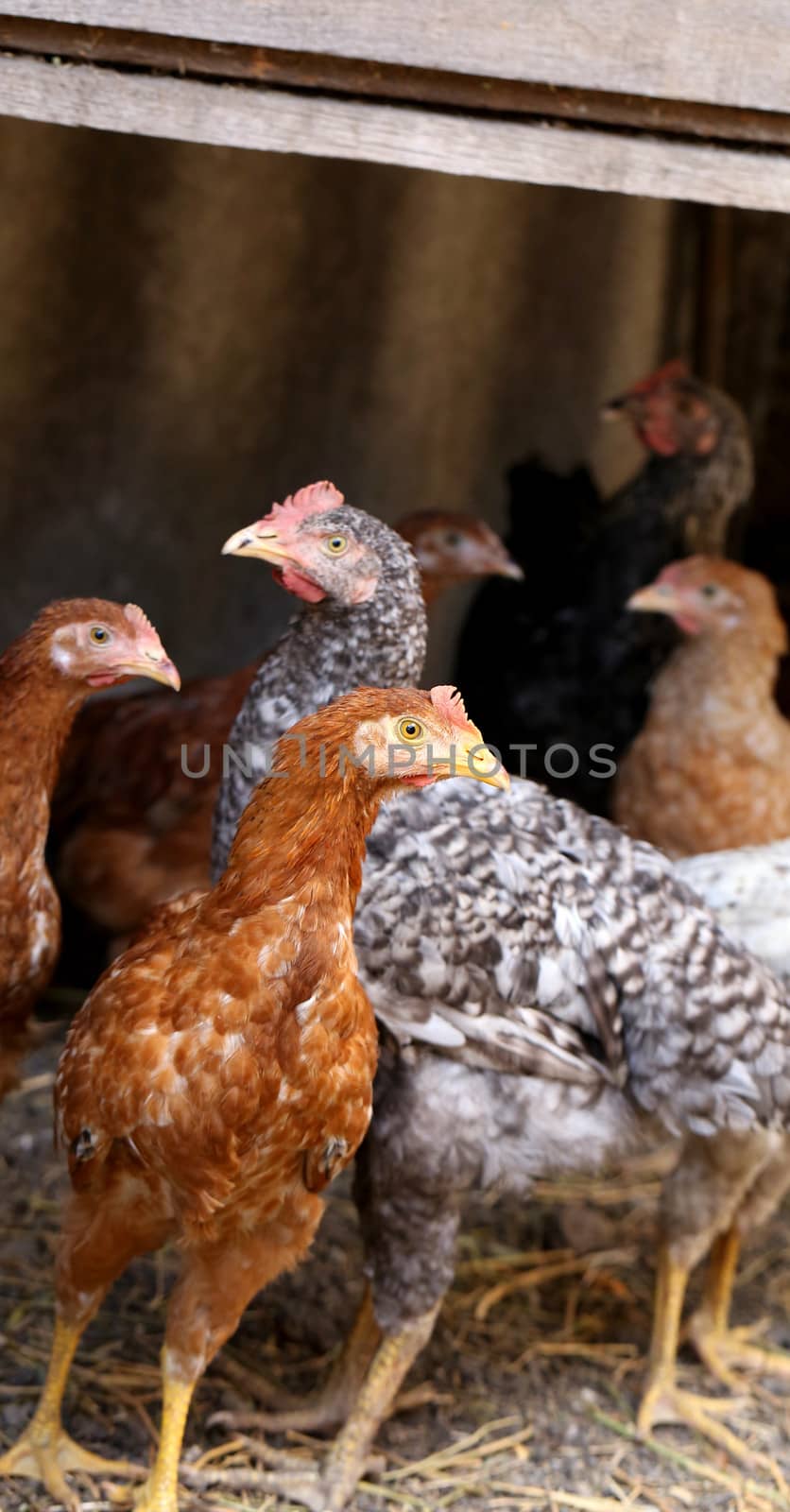 Free - range brown and gray hens. Henyard. Vertical.