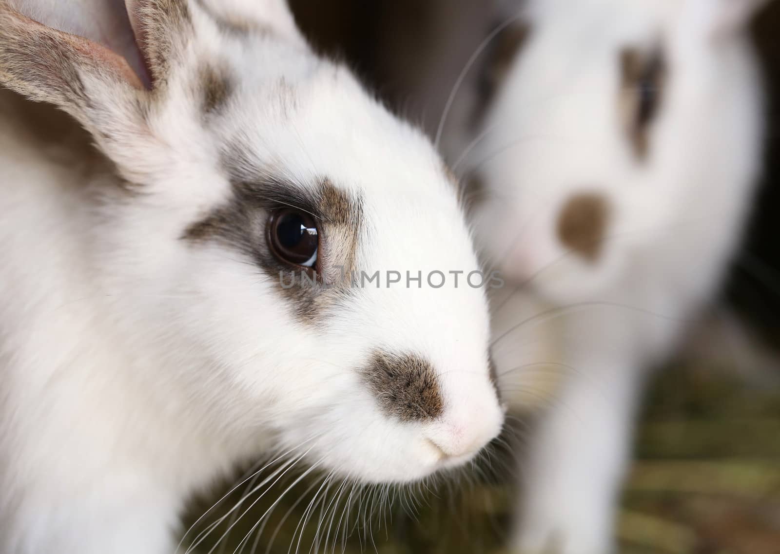 White rabbit with blask spots. Close up.