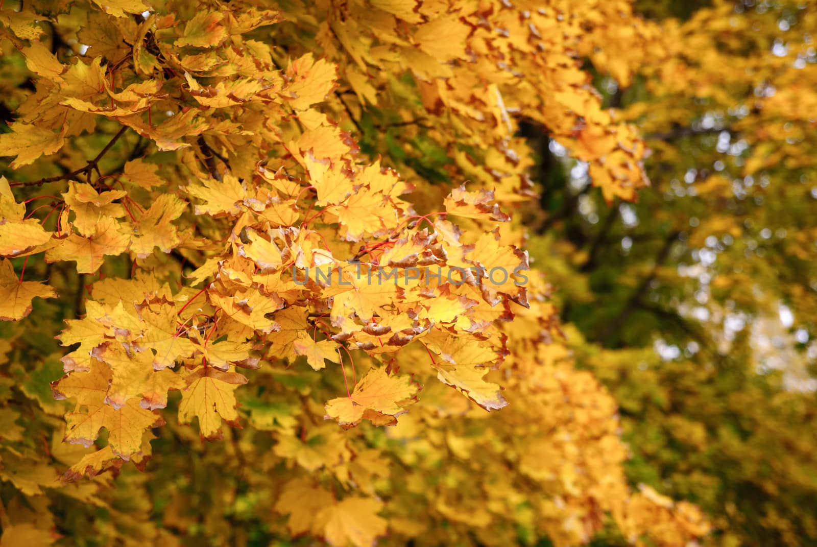 Autumn maple leaves background by Zhukow