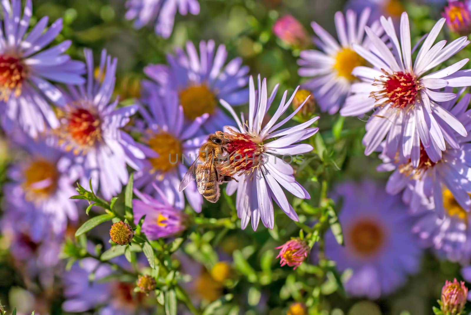 Bee on a  flower the chamomile by Zhukow