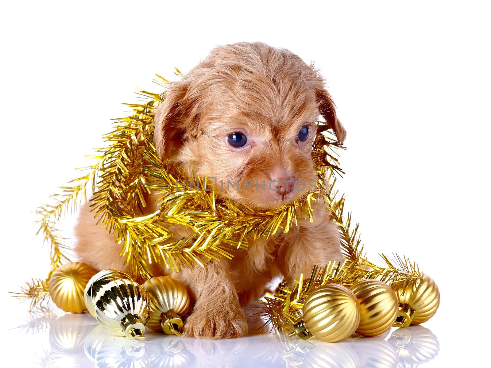Puppy with New Year's balls and tinsel. by Azaliya