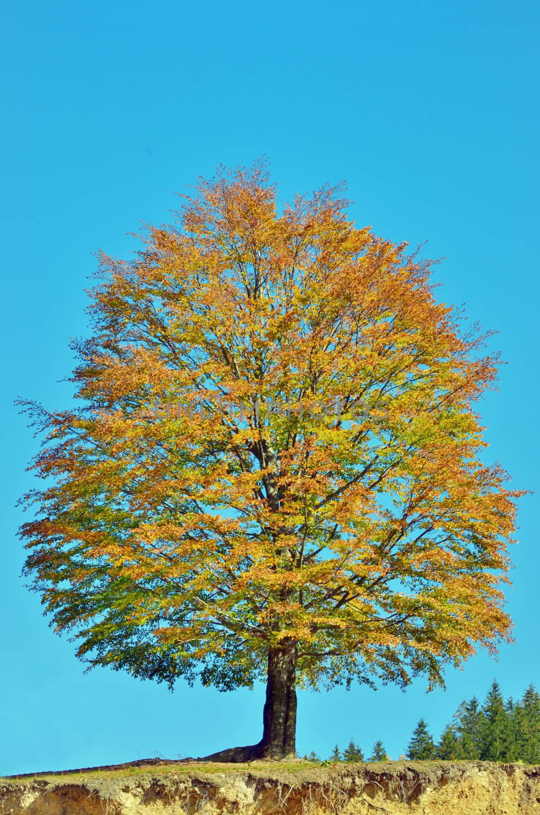 autumn oak tree with yellow leaves on a blue sky background