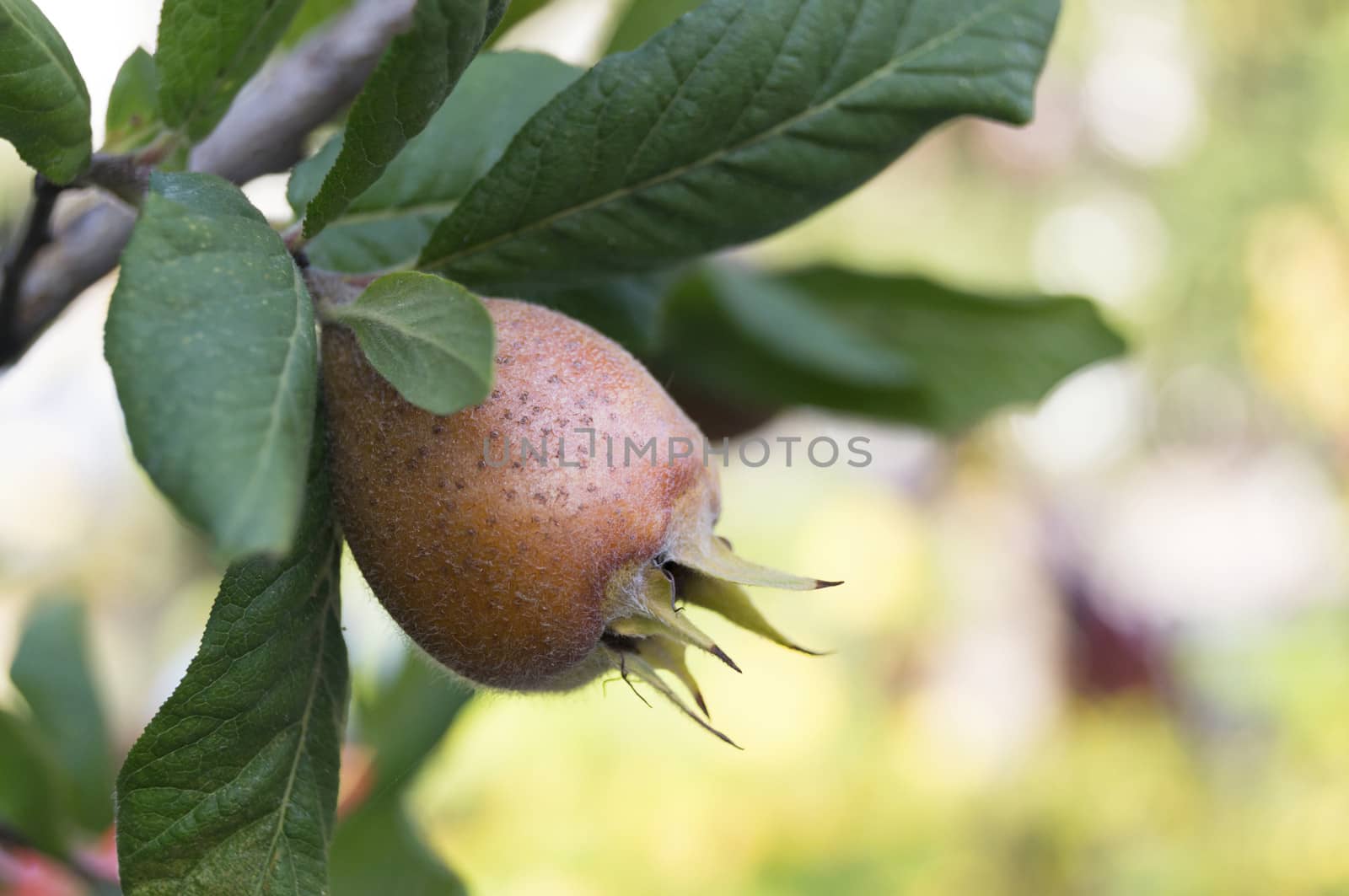 Ripe medlar fruit (Mespilus germanica)