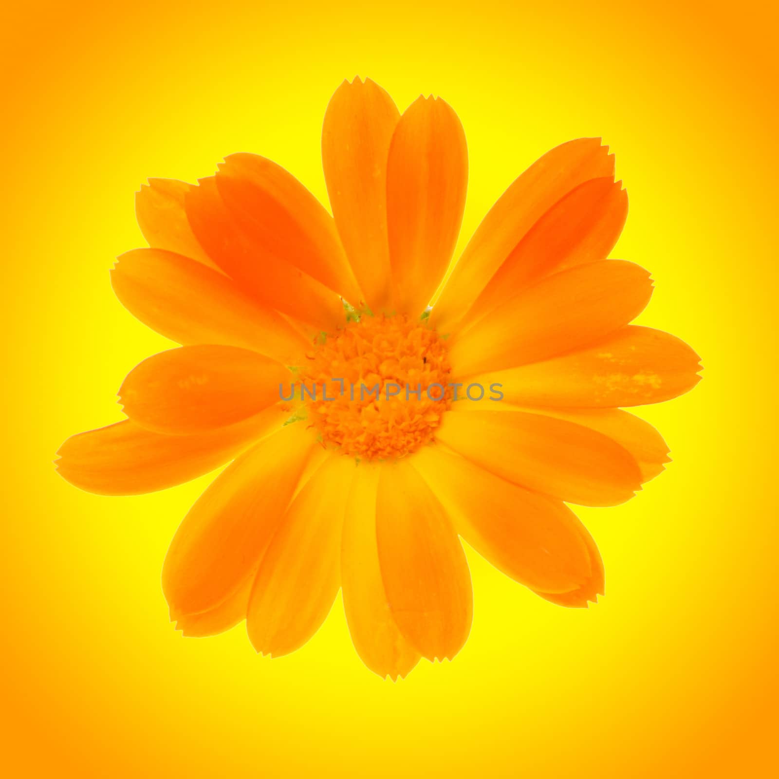 yellow daisy flower isolated on yellow background