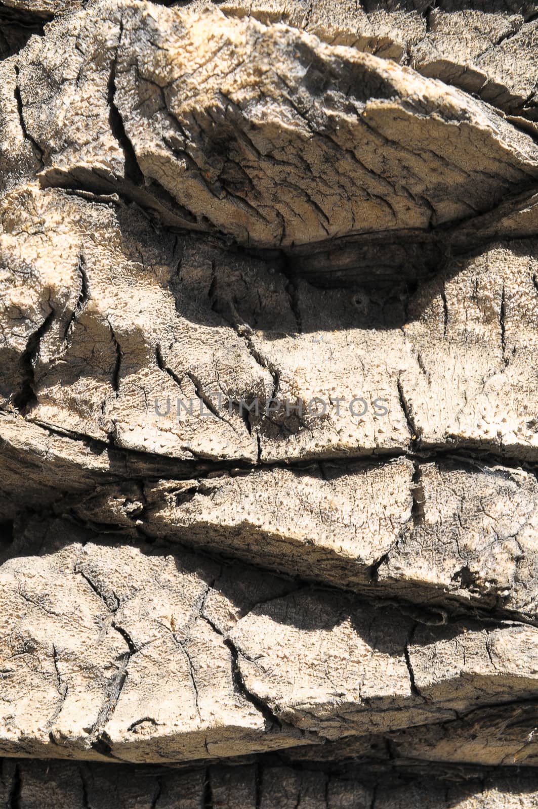 Close up of the Bark of a Textured  Palm Tree