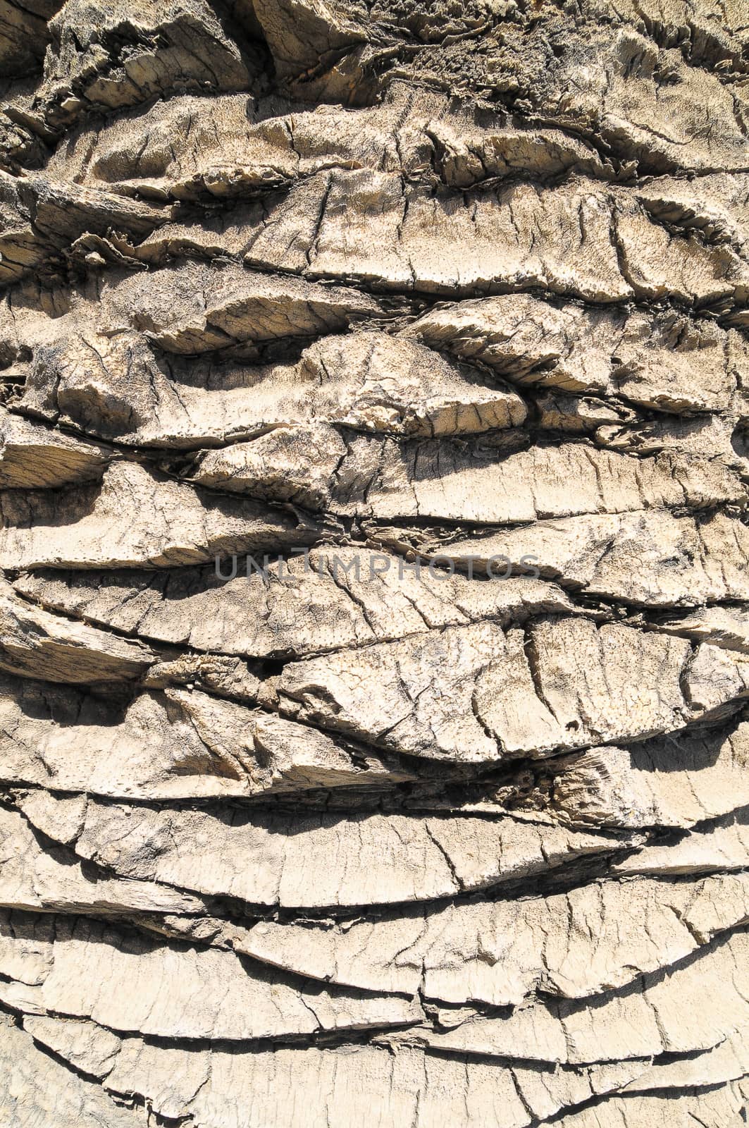 Close up of the Bark of a Textured  Palm Tree