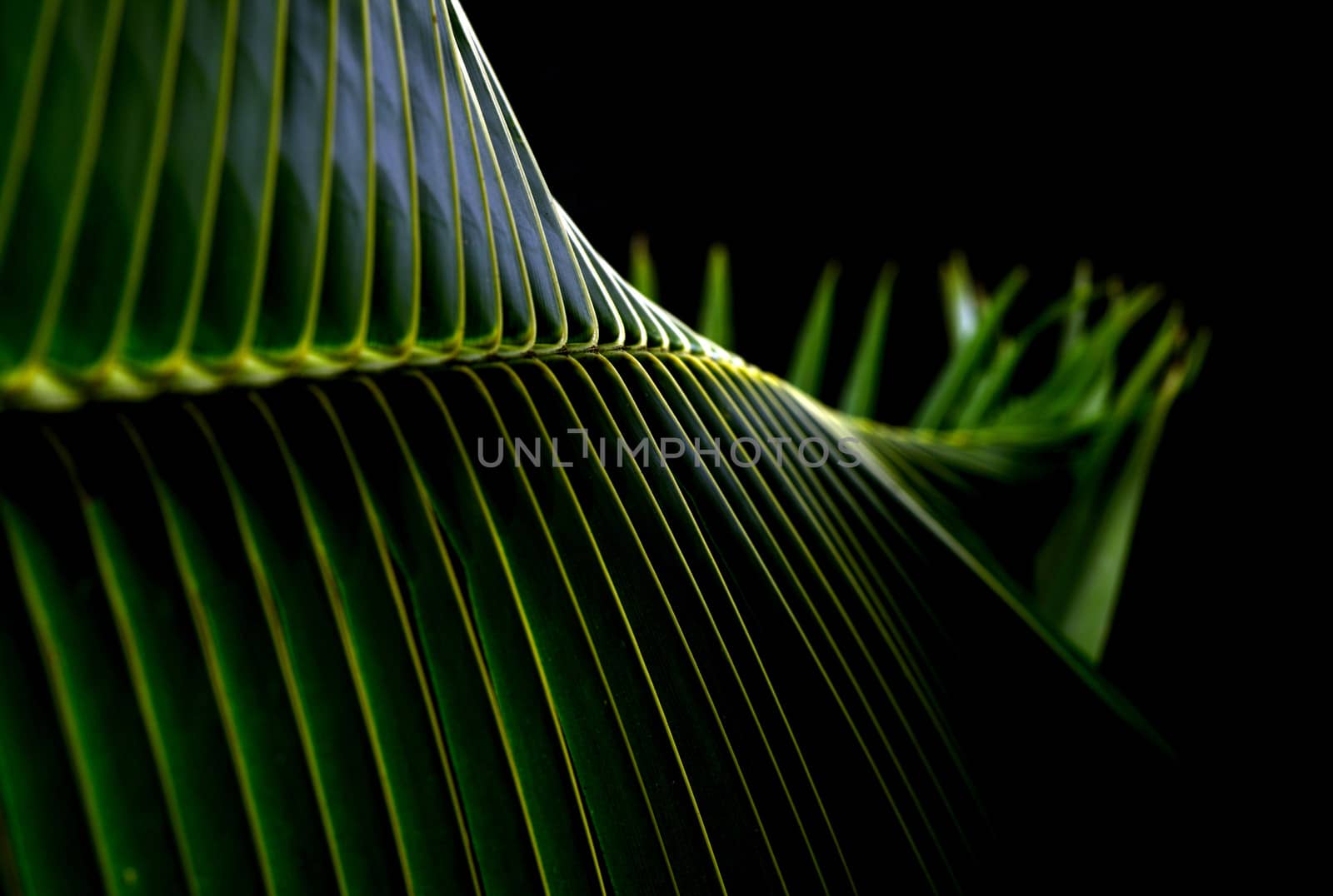 green and black nature abstract background