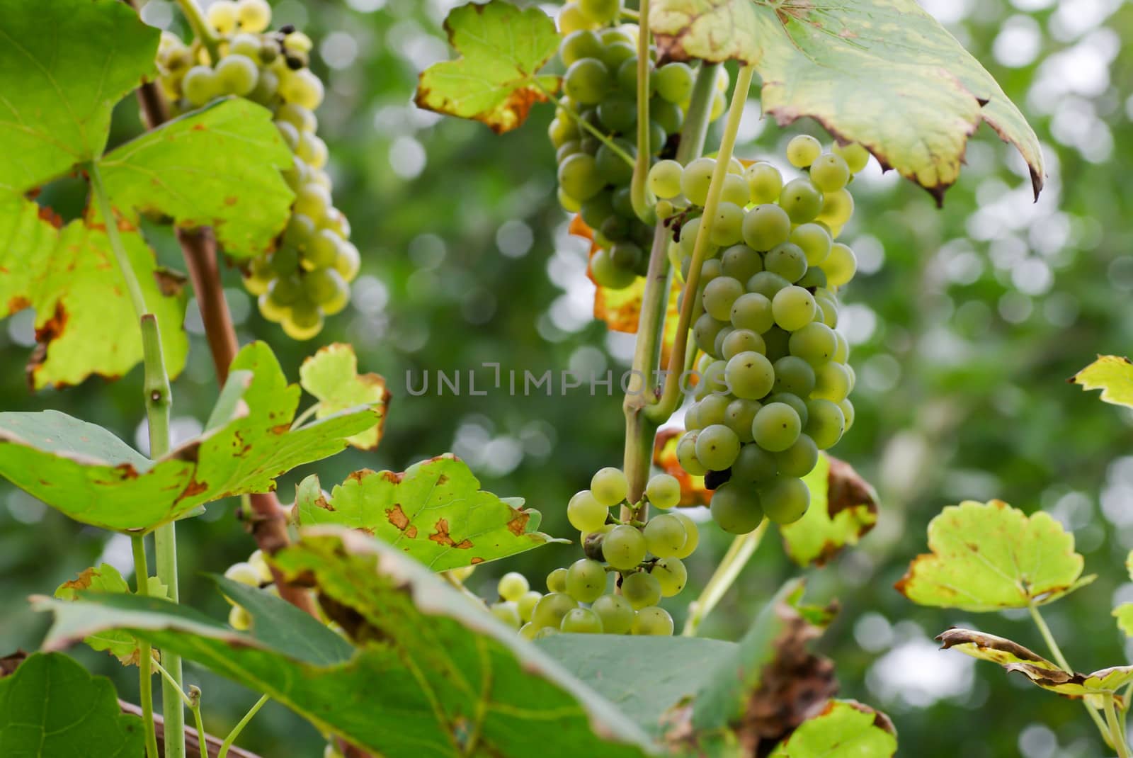 Ripe grapes for wine making
