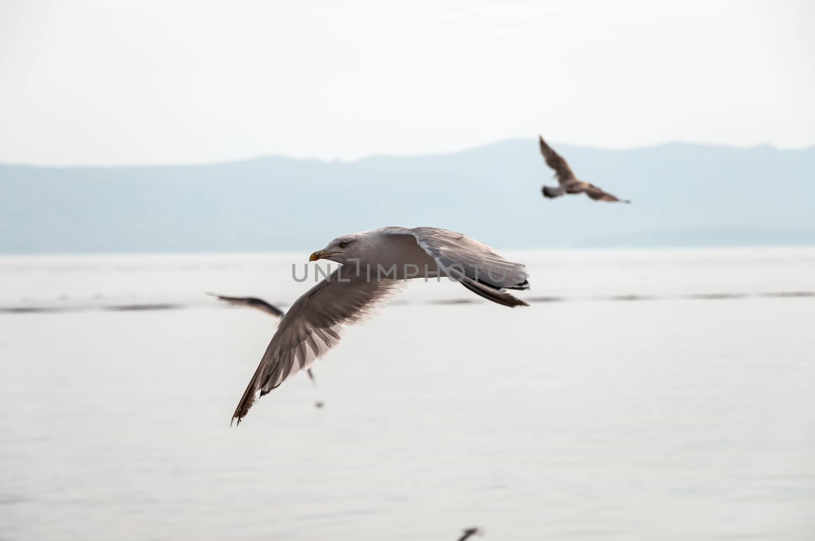 Seagull flying above the Mediterranean Sea in Croatia