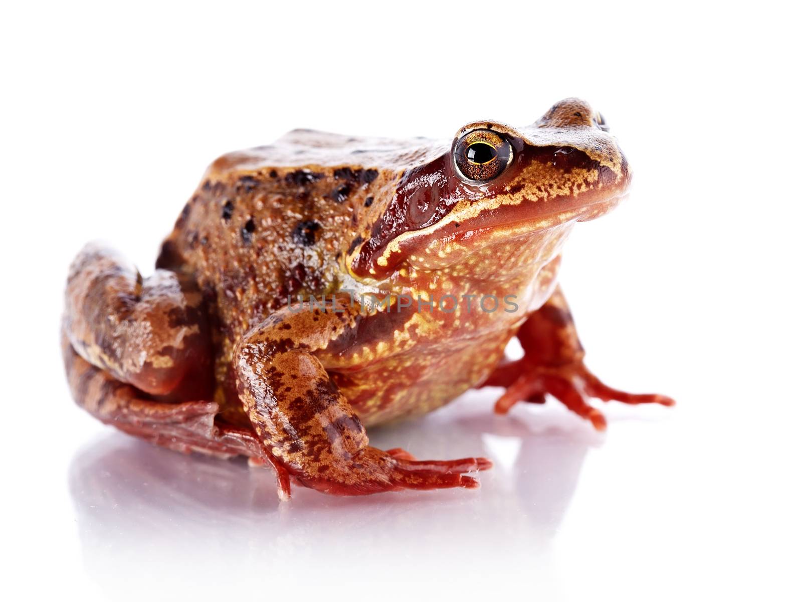 Common frog. Wet frog. Amphibian. Brown frog.