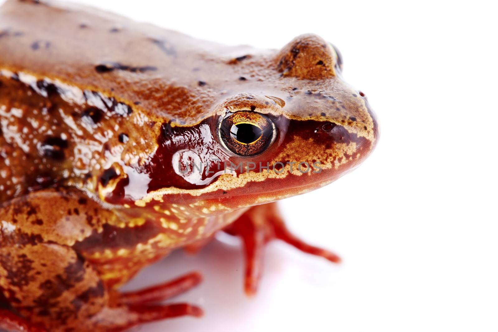 Common frog. Wet frog. Amphibian. Brown frog. Portrait of a brown frog.