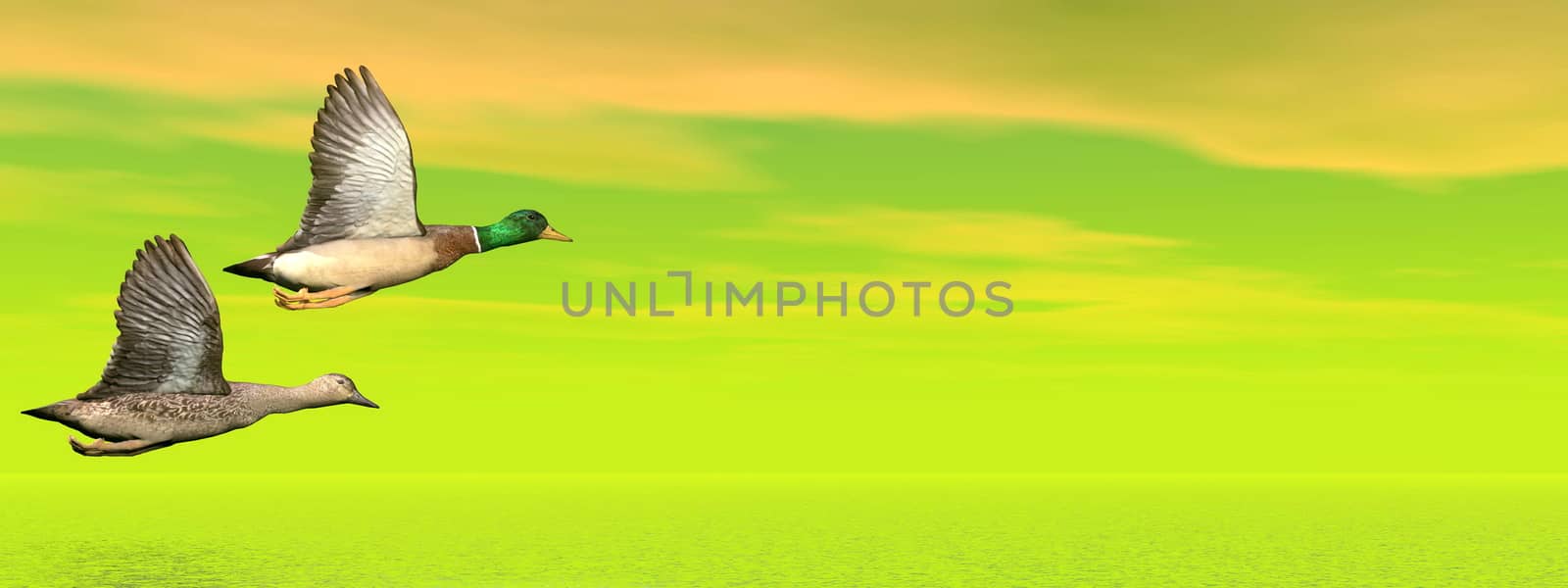 Male and female couple of mallard ducks flying in green background upon water by cloudy sunset