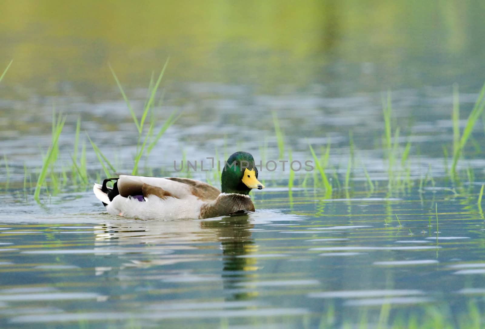 Male mallard duck floating quietly on the water pond between grass