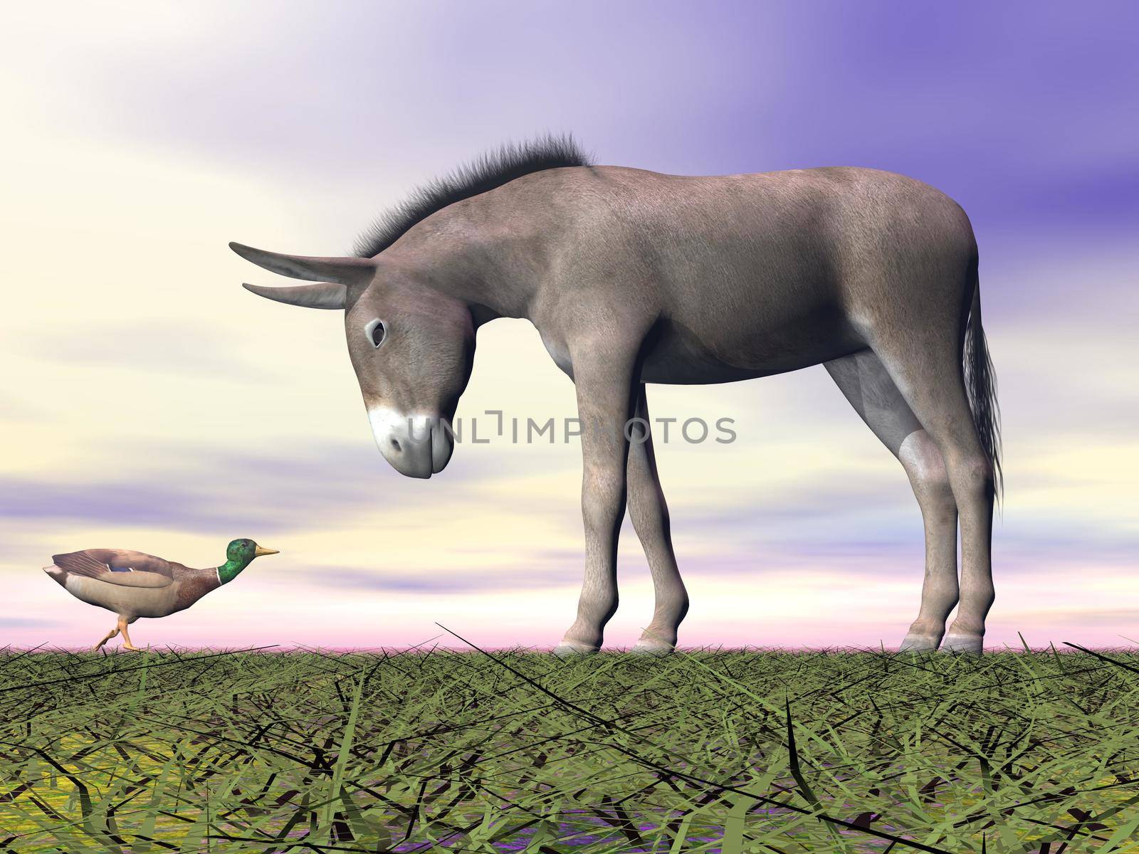 Male mallard duck and grey donkey talk on green grass by cloudy day