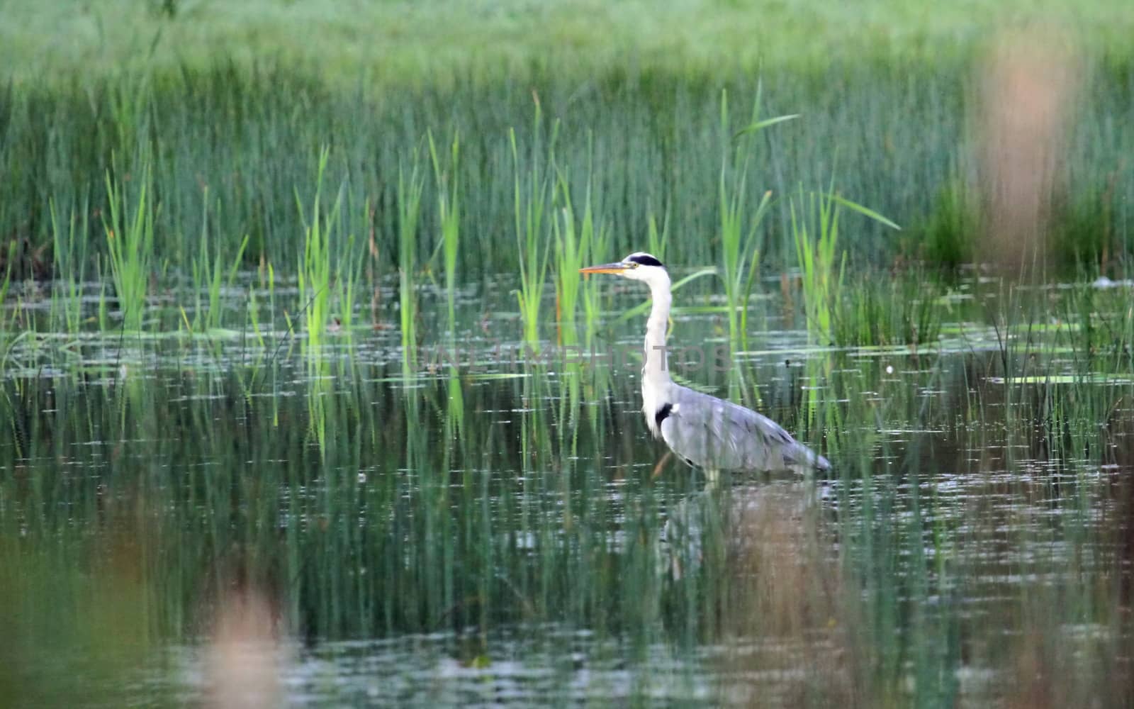 Beautiful grey heron standing in water pond next to big grass