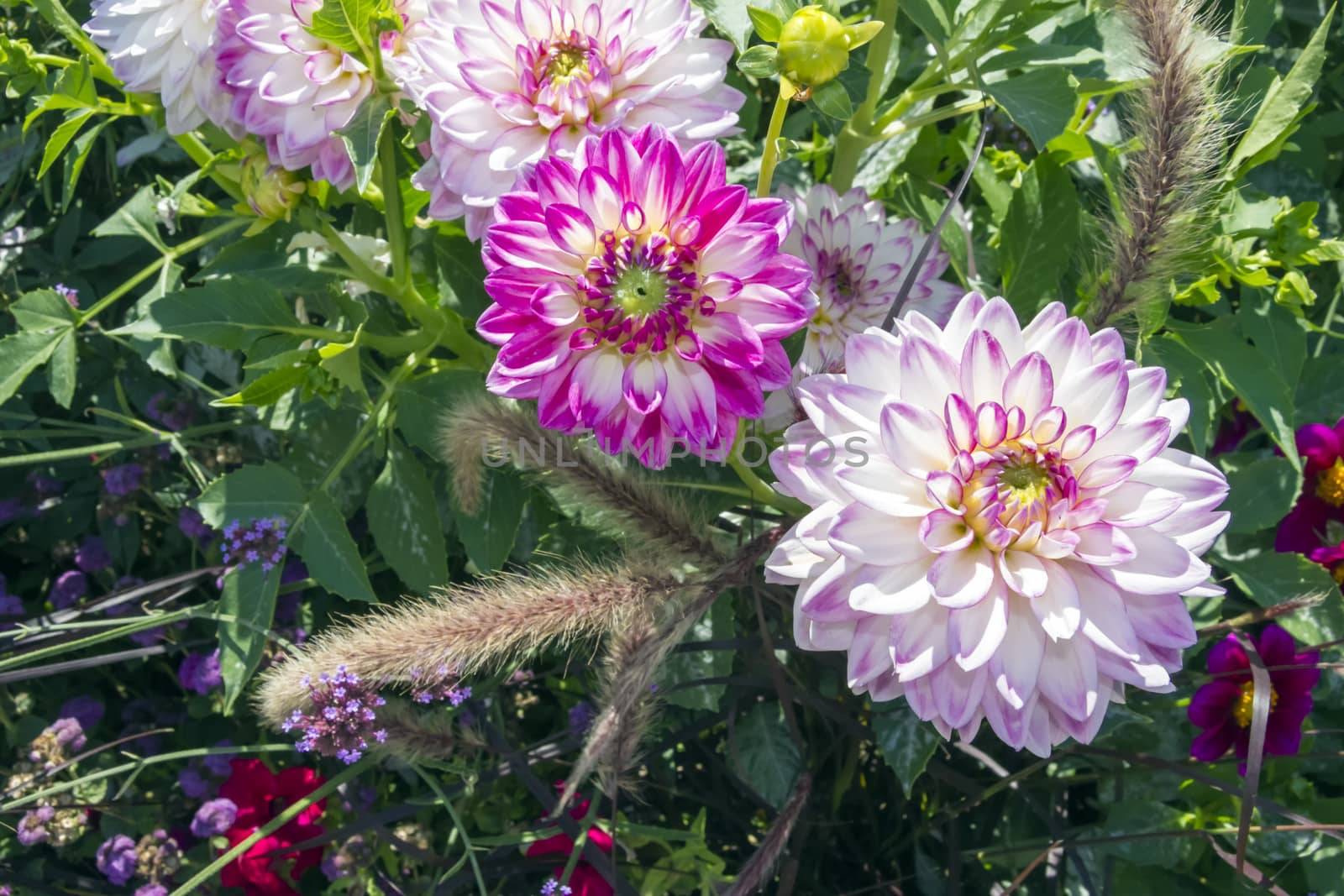 Beautiful colorful flower garden with various flowers by Tetyana