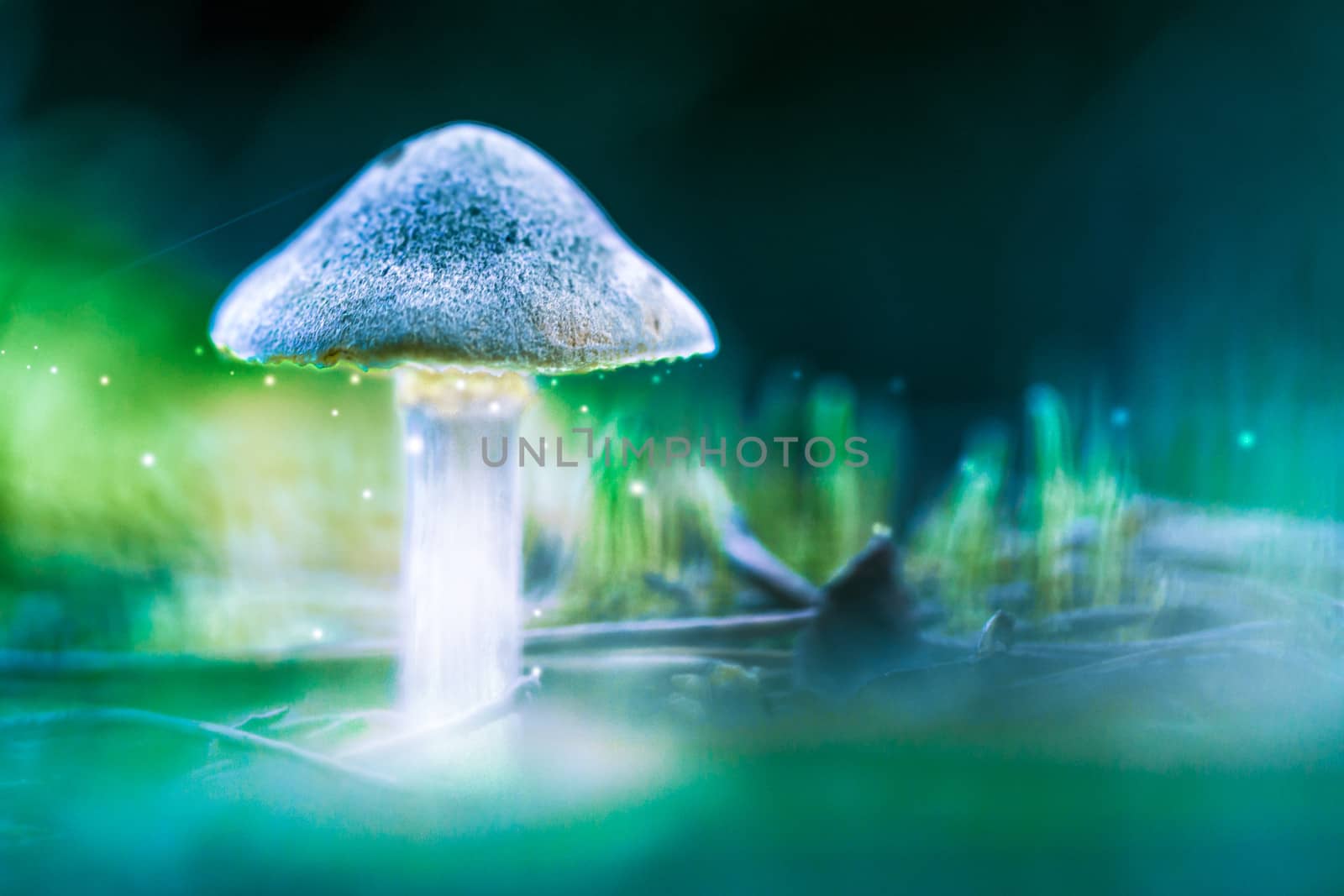 Mushroom with glowing spores. Shallow depth of field