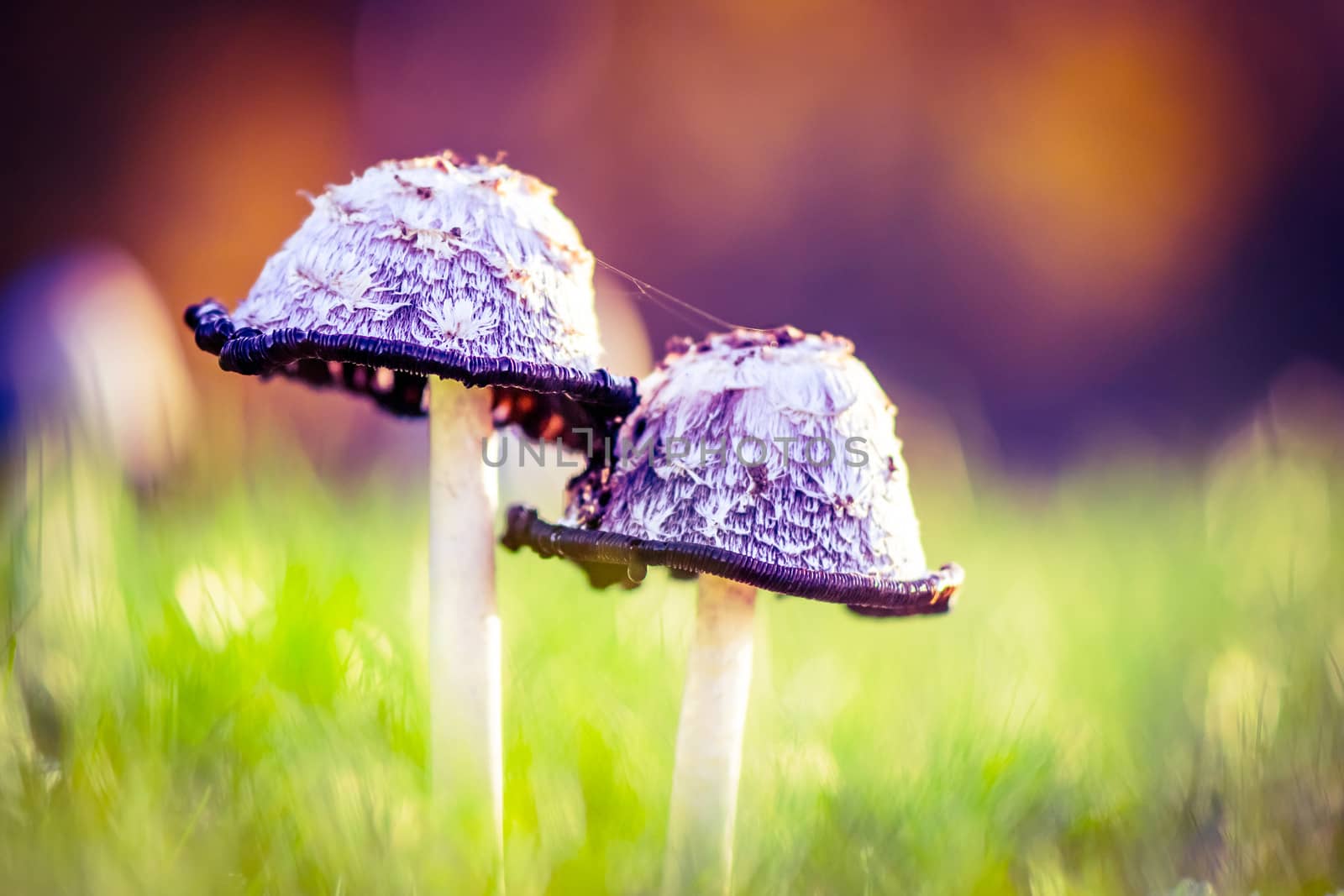 Mushrooms couple. Shallow depth of field