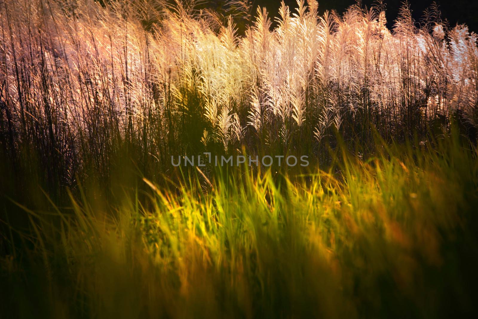 grass field and sun light natural scene