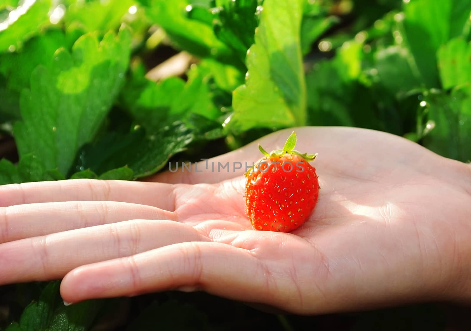 Closeup of fresh organic strawberries