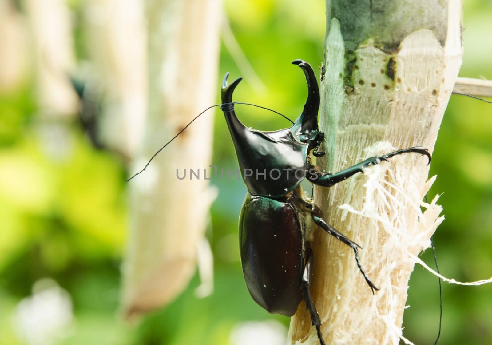 Rhinoceros beetle by jengit