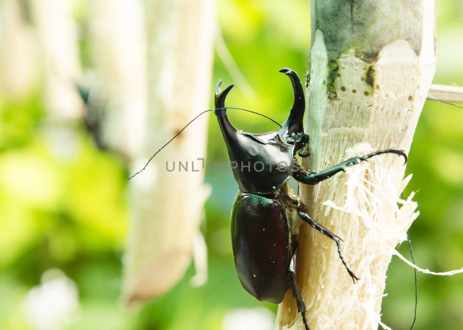 Fighting Rhino beetle