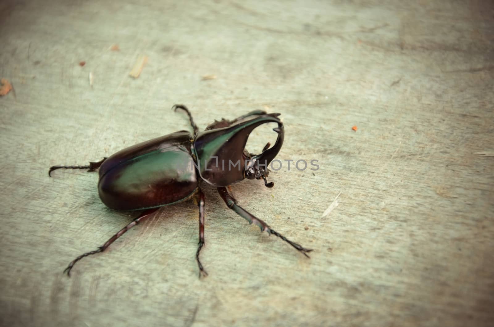 Rhinoceros beetle rearing to fight.