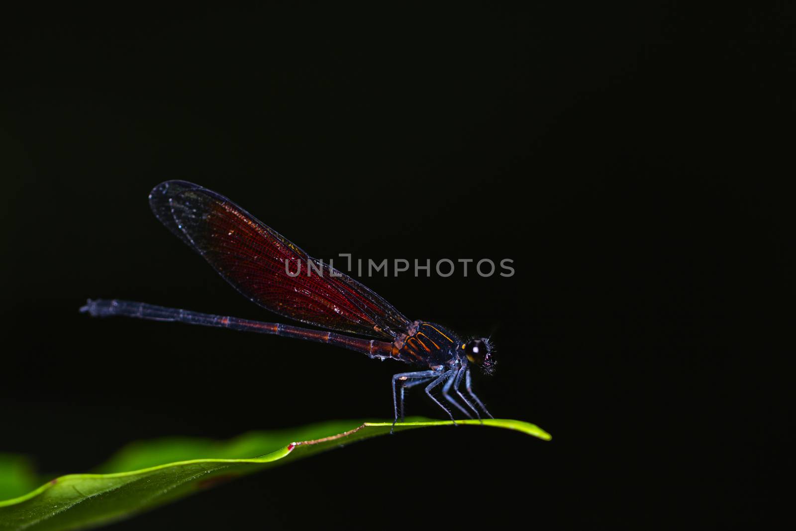 Dragonfly on a leaf tree in natural with black background