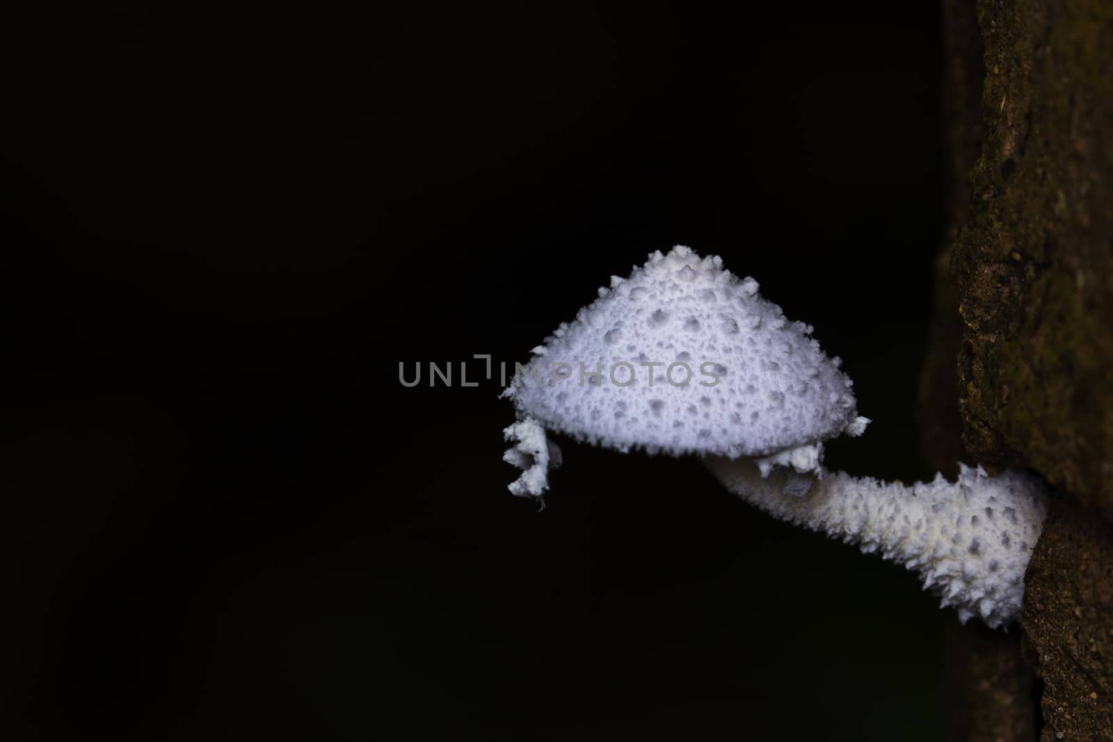 White mushroom growing up on the tree with black background