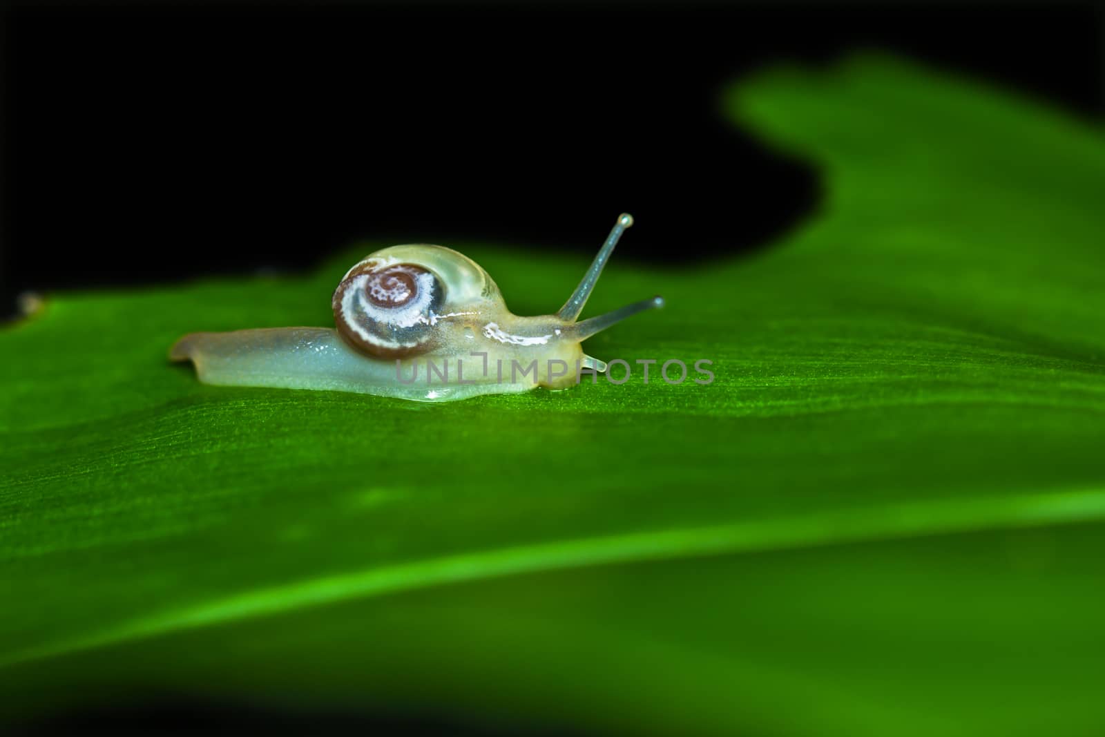 Small brown snail on a green leaf tree