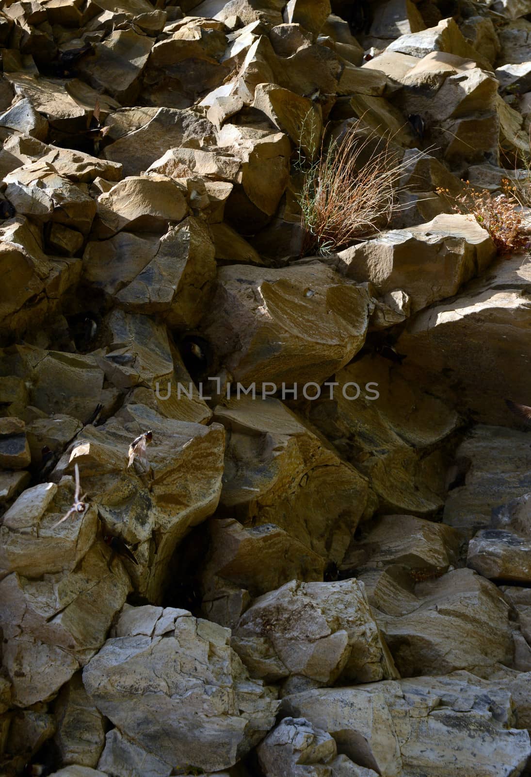 textured rock nature background on the side of a mountain