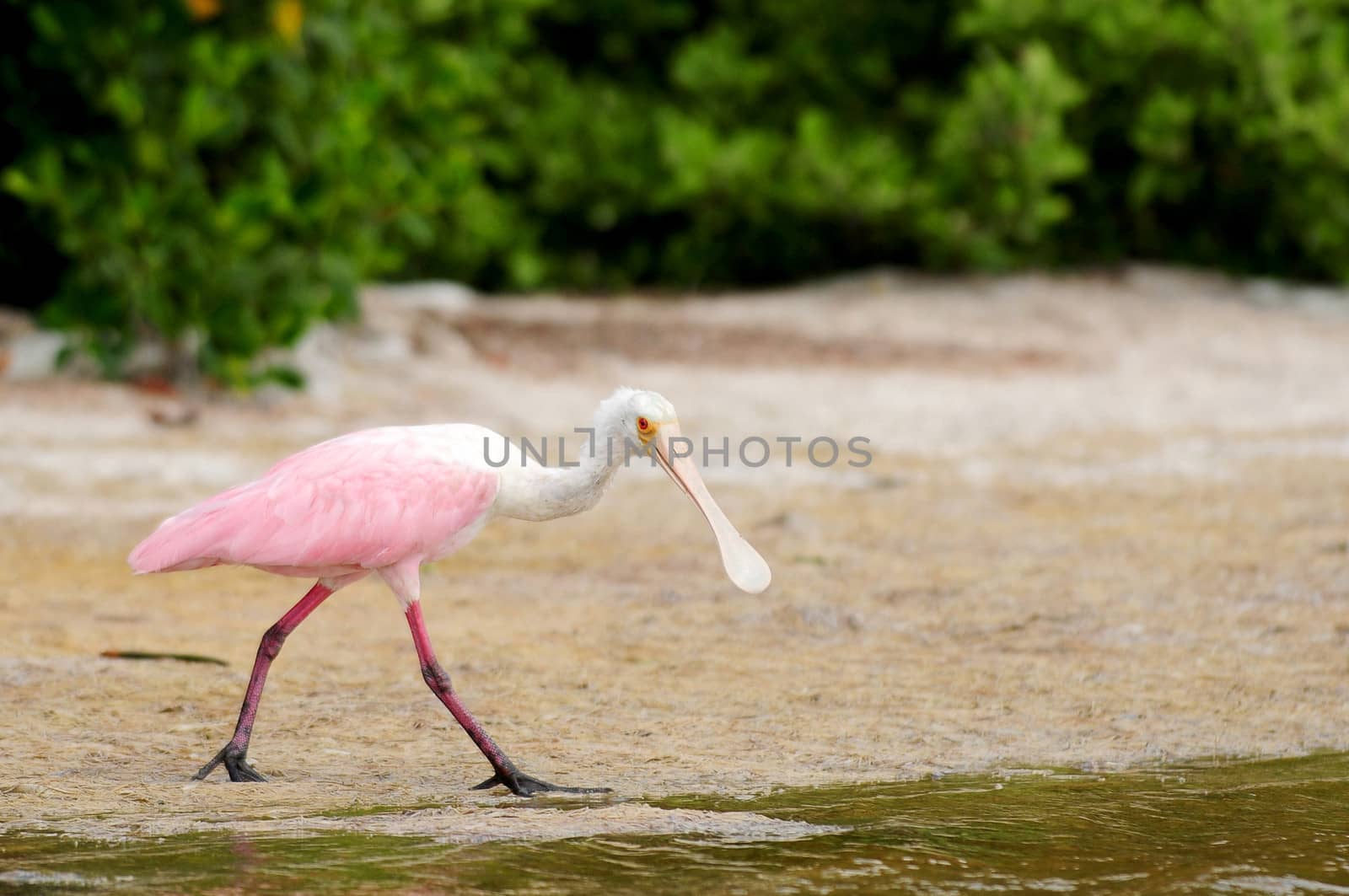 pink bird or roseate spoonbill near water's edge