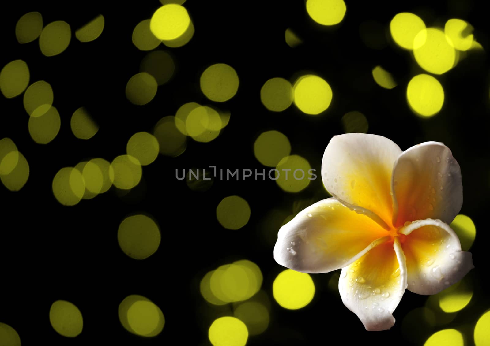 tropical frangipani flower on abstract yellow background by ftlaudgirl