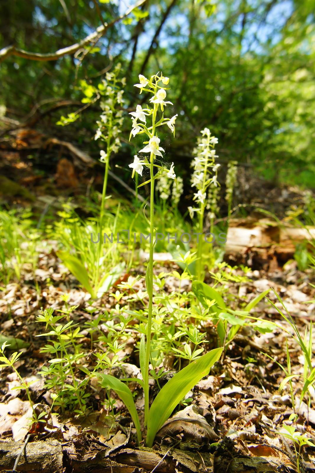 weisse Waldhyazinthe, eine Orchideenart