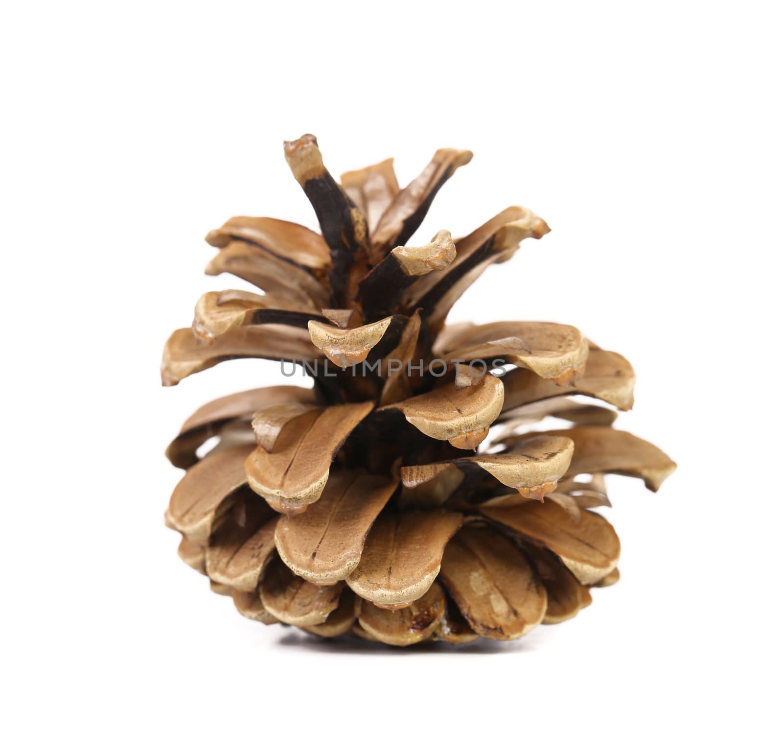 Brown pine cone isolated on a white background