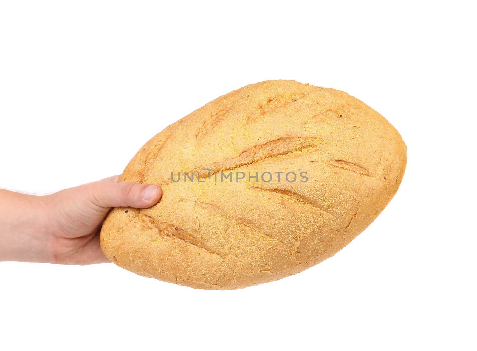 Hand hold white bread of corn meal. White background.
