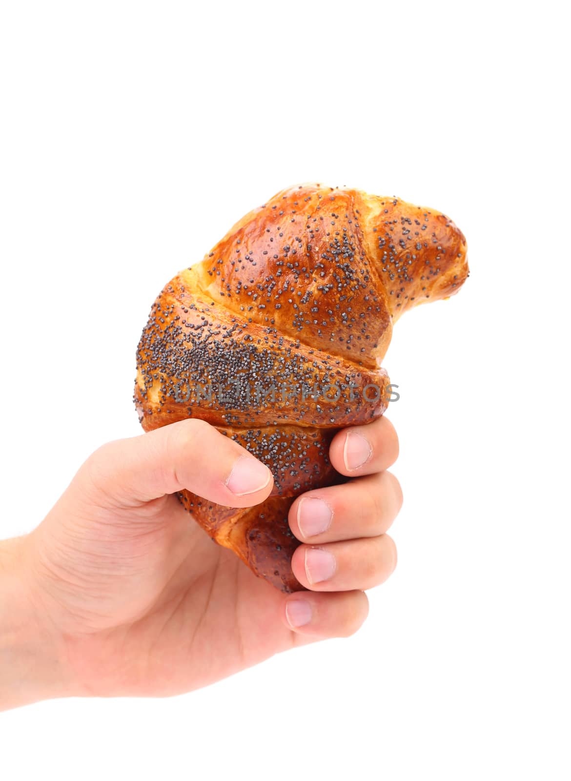 Hand holds Appetizing croissants with poppy. Isolated on a white background.