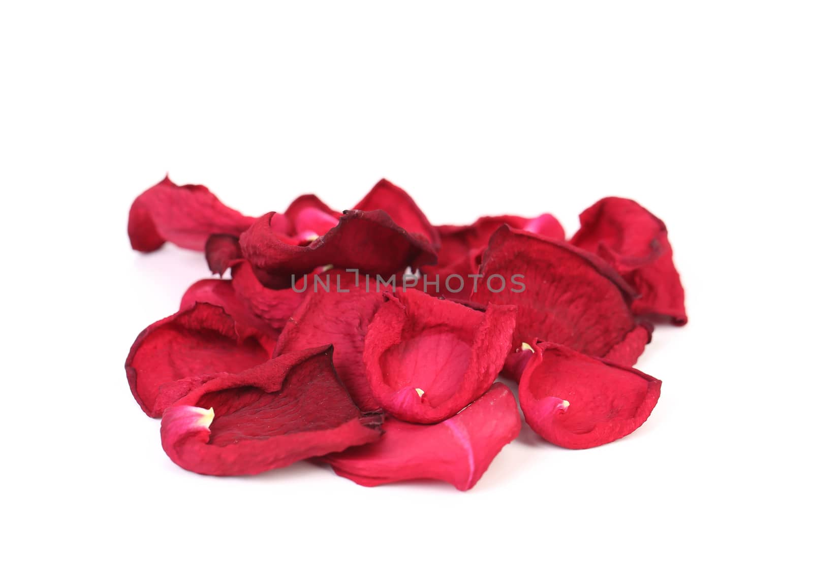 Rose petals isolated on a white background