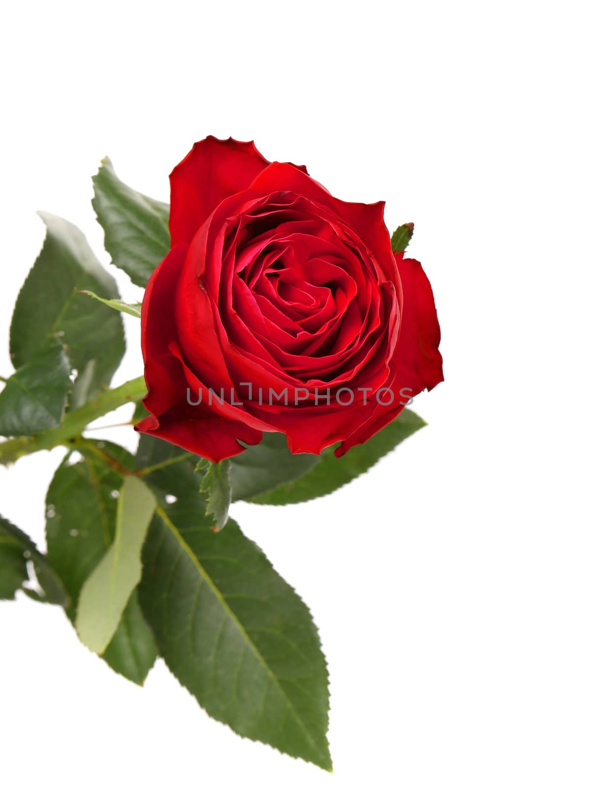 Beautiful red rose isolated on white background