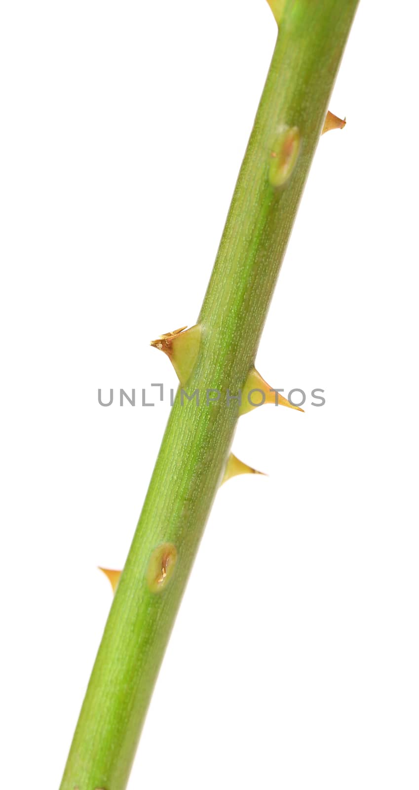 The stem of a rose with thorns. White background.