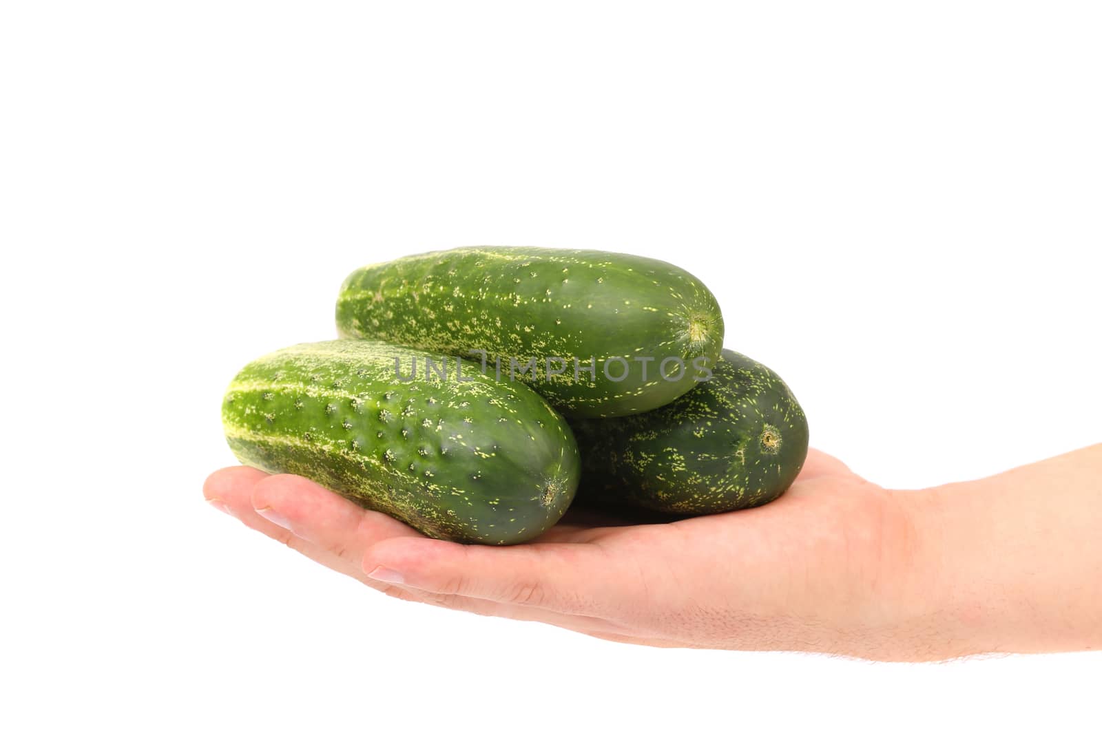 Hand holds fresh cucumbers. Isolated on a white background.